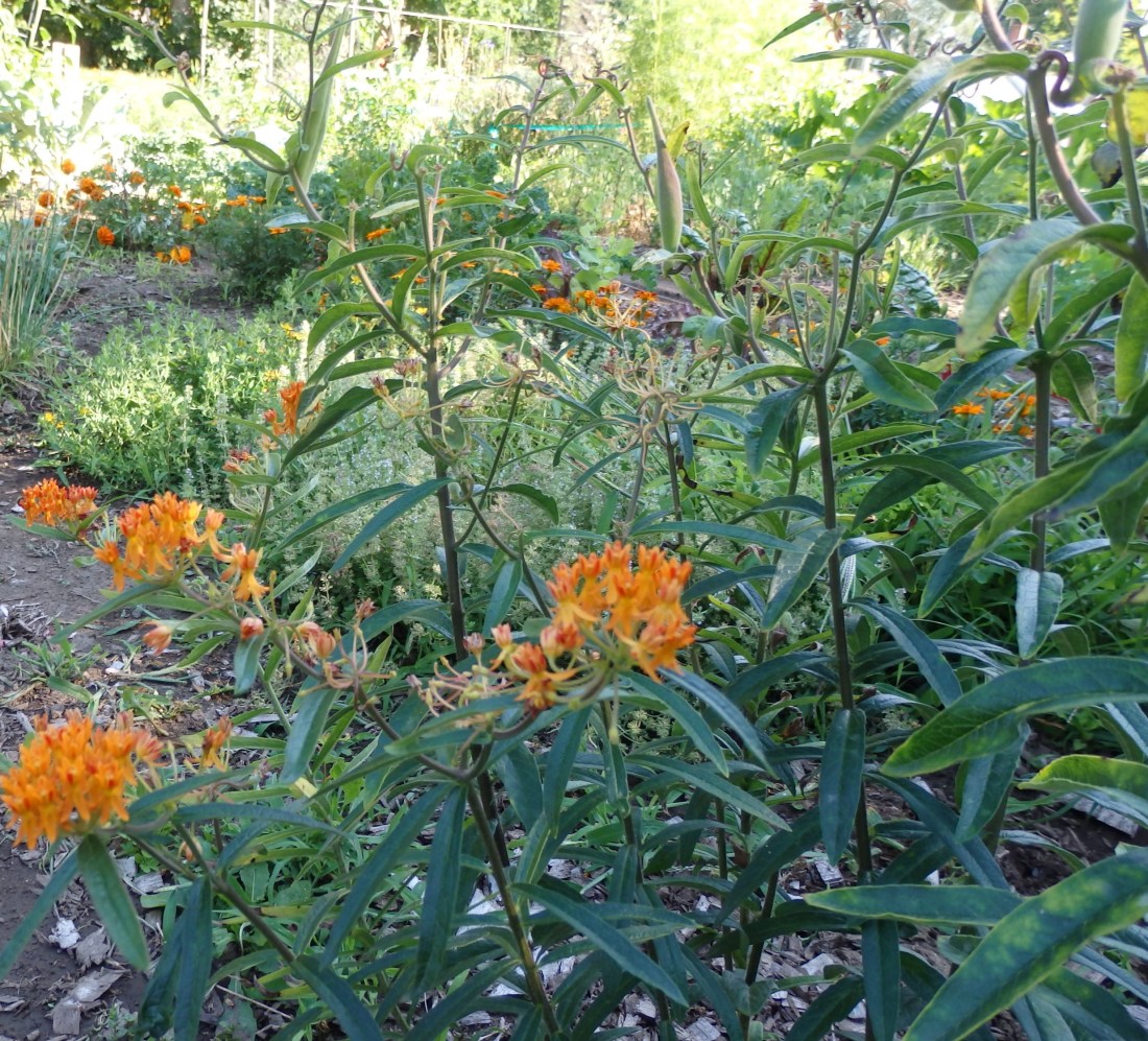 Butterfly weed from my garden at Elmwood Community Garden, Barre, VT